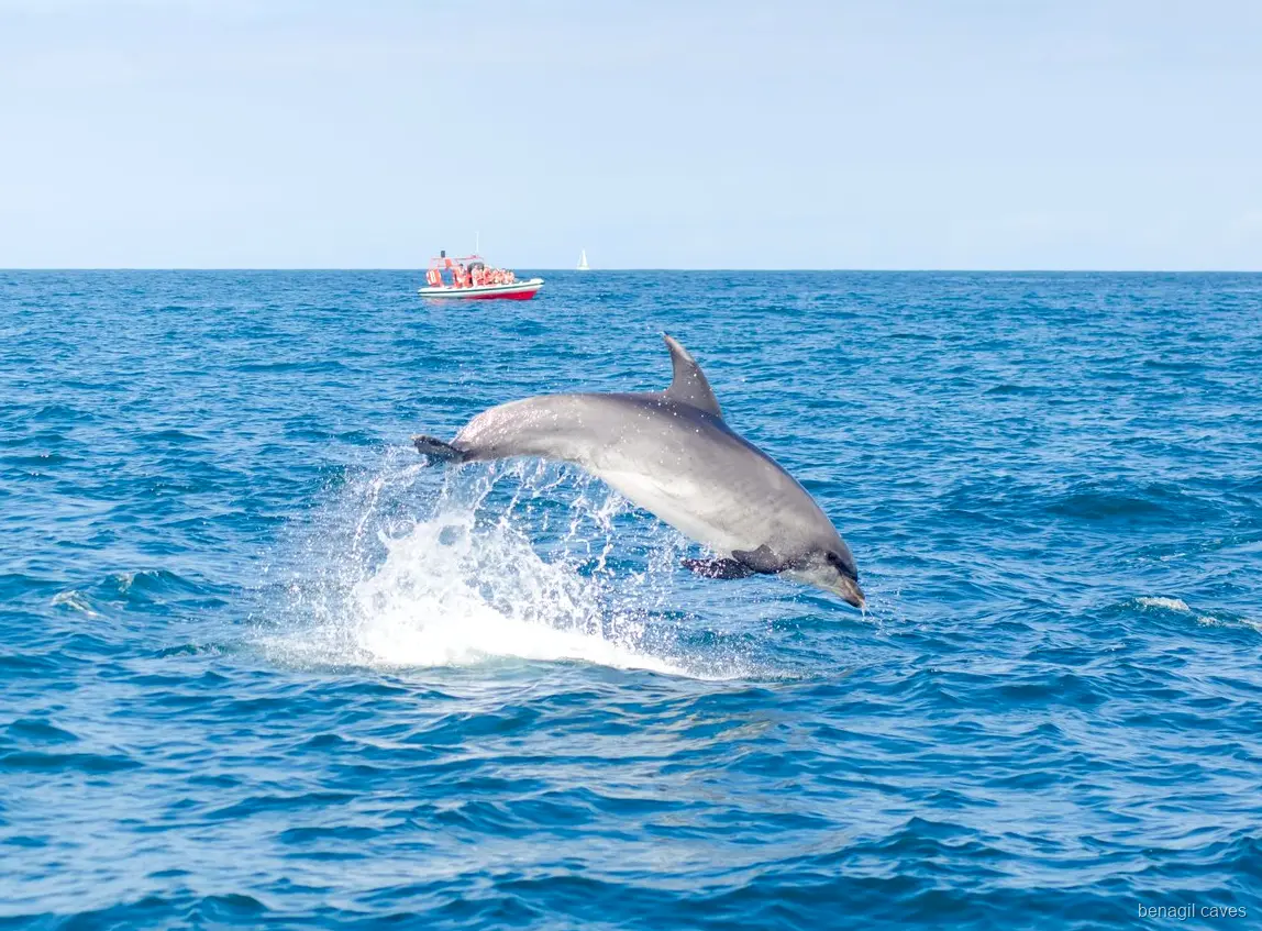 Marine biologist guiding passengers on the Benagil Caves dolphin tour