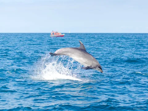 Marinbiolog guidar passagerare på delfinturen vid Benagil-grottan