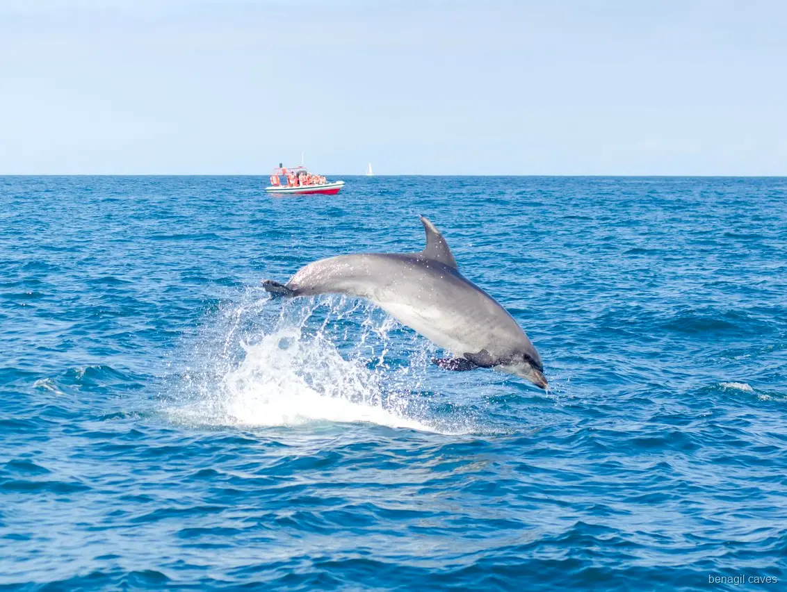 Marinbiolog guidar passagerare på delfinturen vid Benagil-grottan