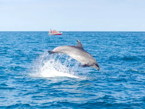 Biologo marino guida i passeggeri durante il tour della grotta di Benagil con i delfini