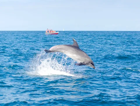 Biologiste marin guidant les passagers sur l'excursion grotte de Benagil et dauphins